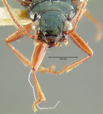 Media type: image;   Entomology 23867 Aspect: head frontal view